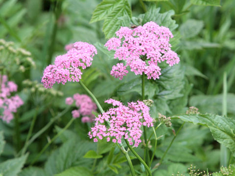 Ligusticum mutellina