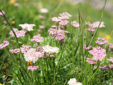 Ligusticum mutellina