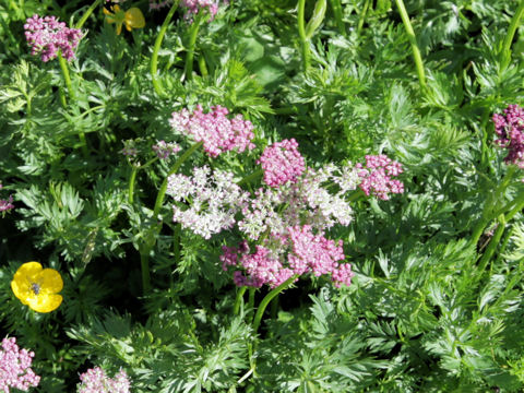 Ligusticum mutellina