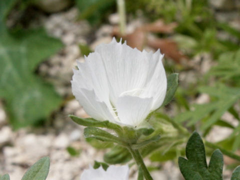 Callirhoe alcaeoides