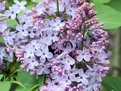 Syringa vulgaris