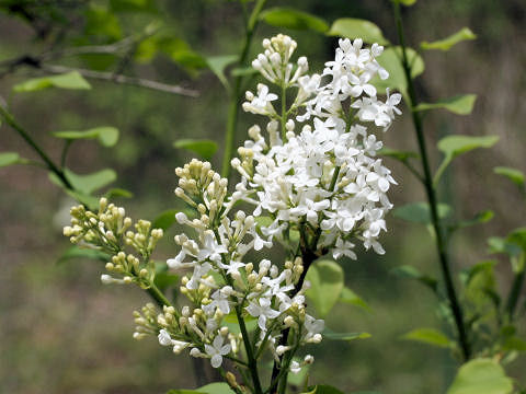 Syringa vulgaris