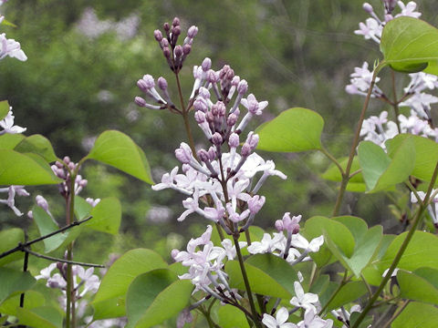 Syringa vulgaris