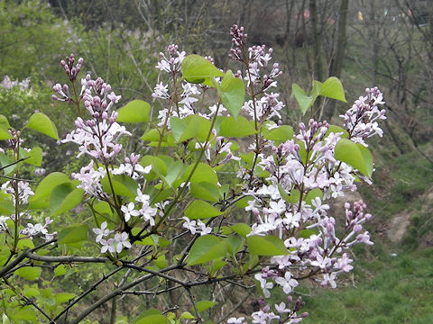 Syringa vulgaris