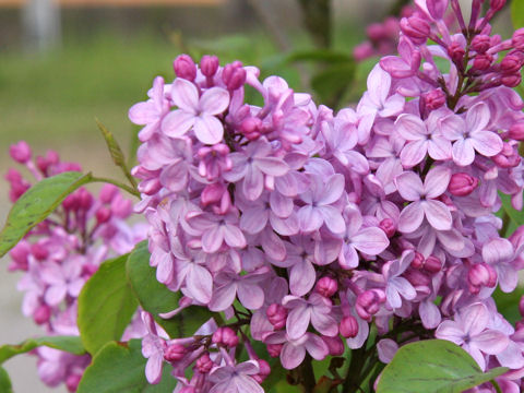 Syringa vulgaris