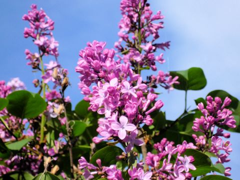 Syringa vulgaris