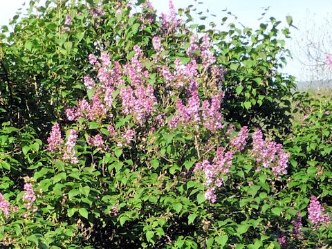 Syringa vulgaris