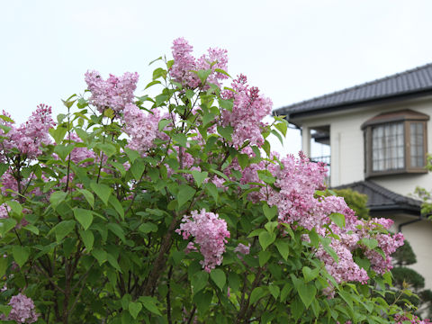 Syringa vulgaris