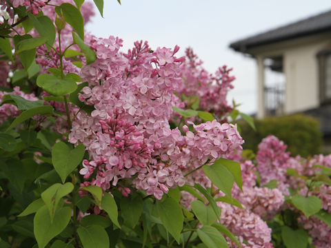 Syringa vulgaris