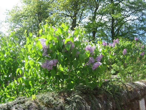 Syringa vulgaris