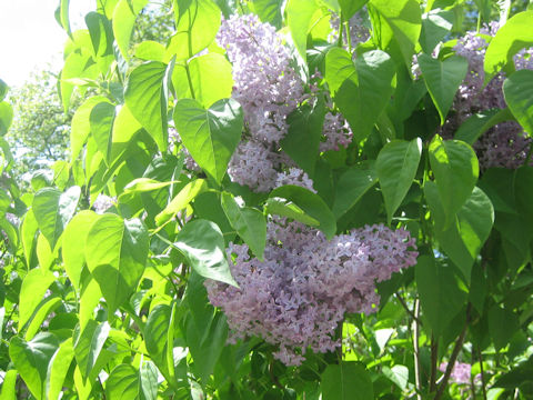 Syringa vulgaris