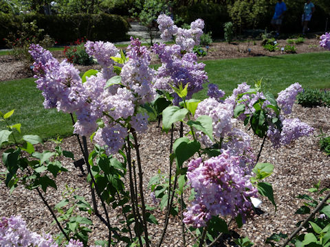 Syringa vulgaris