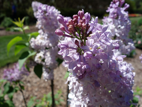 Syringa vulgaris