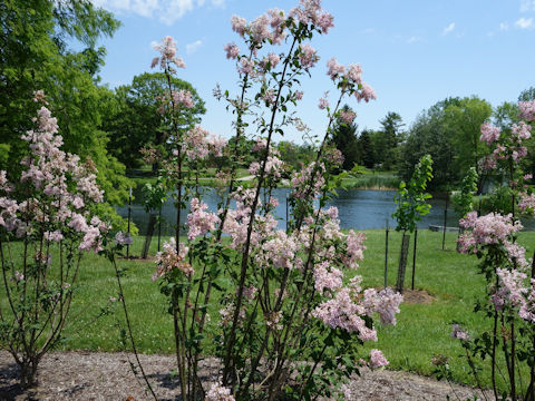 Syringa vulgaris