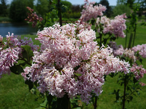 Syringa vulgaris