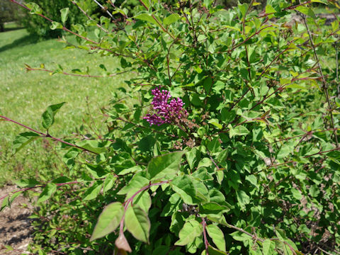 Syringa vulgaris