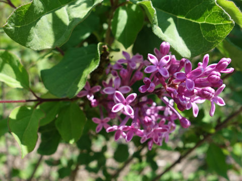 Syringa vulgaris