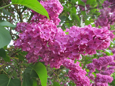 Syringa vulgaris