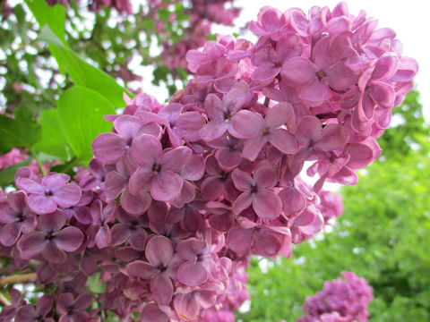 Syringa vulgaris