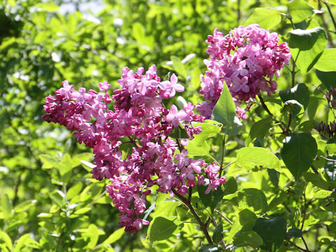 Syringa vulgaris