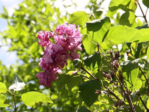 Syringa vulgaris