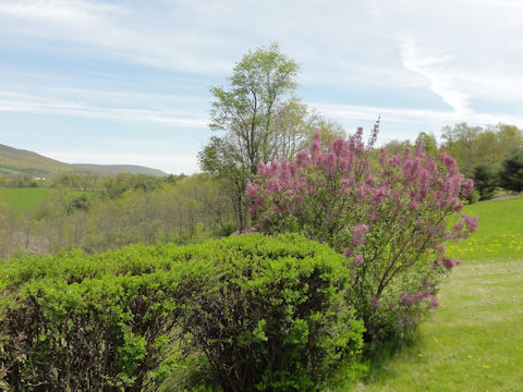 Syringa vulgaris