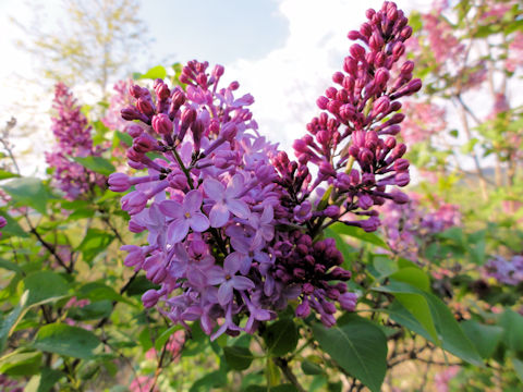 Syringa vulgaris