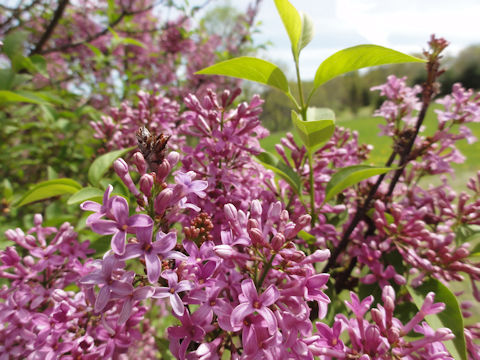 Syringa vulgaris