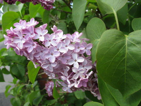 Syringa vulgaris