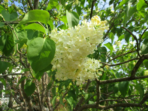 Syringa vulgaris