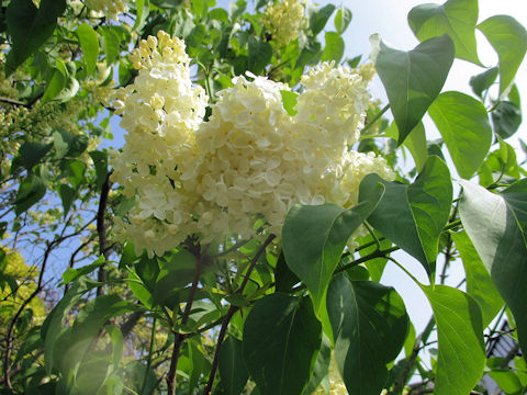 Syringa vulgaris