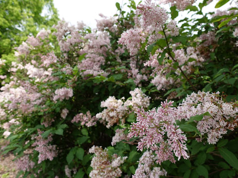 Syringa vulgaris