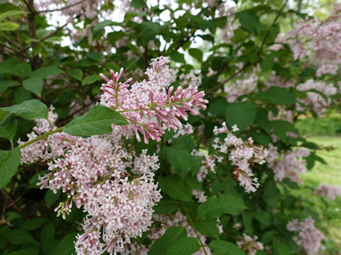 Syringa vulgaris