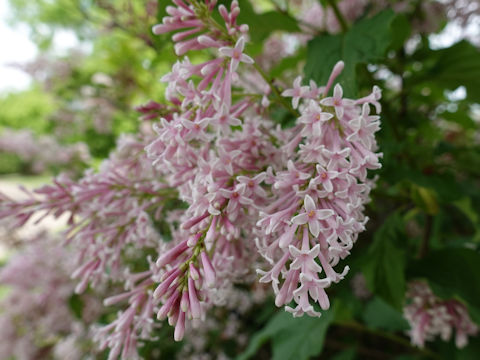 Syringa vulgaris