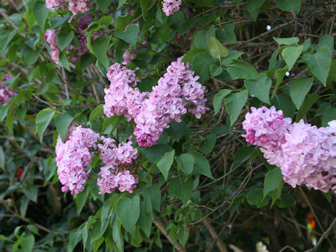 Syringa vulgaris