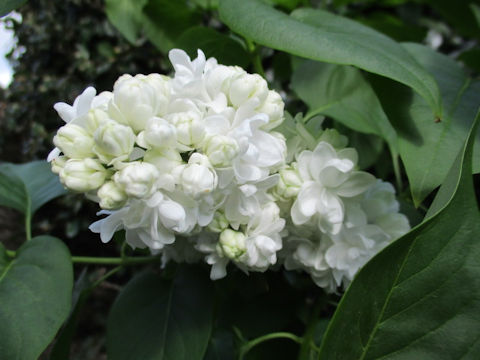 Syringa vulgaris