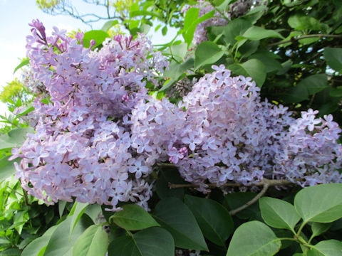 Syringa vulgaris