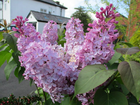 Syringa vulgaris