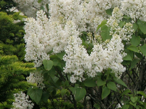 Syringa vulgaris