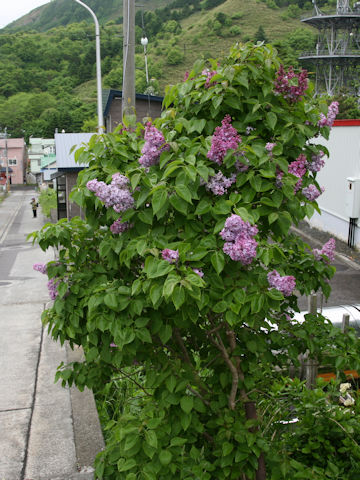 Syringa vulgaris