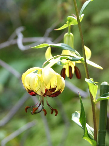 Lilium primulinum var. burmanicum