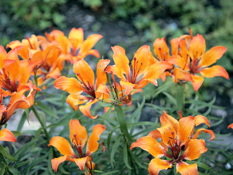 Lilium bulbiferum ssp. croceum