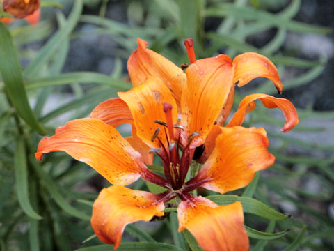 Lilium bulbiferum ssp. croceum