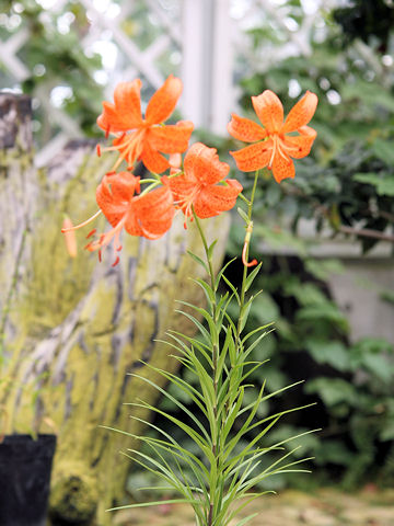 Lilium davidii