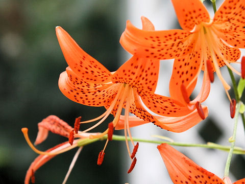 Lilium davidii