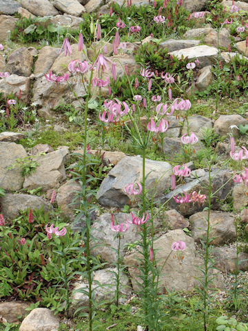 Lilium lankongense