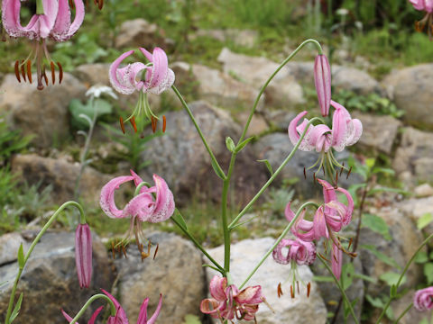 Lilium lankongense