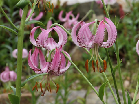 Lilium lankongense