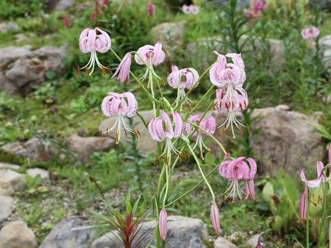 Lilium lankongense