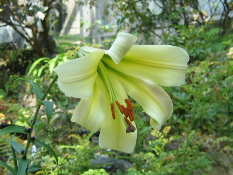 Lilium sargentiae